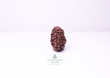 2 Mukhi Nepali Rudraksha - 0209