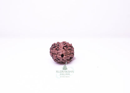 2 Mukhi Nepali Rudraksha - 0210