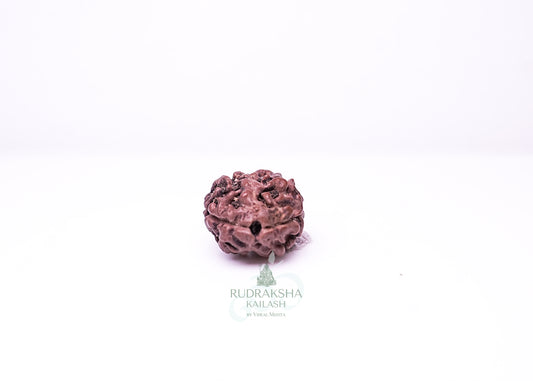2 Mukhi Nepali Rudraksha - 0210