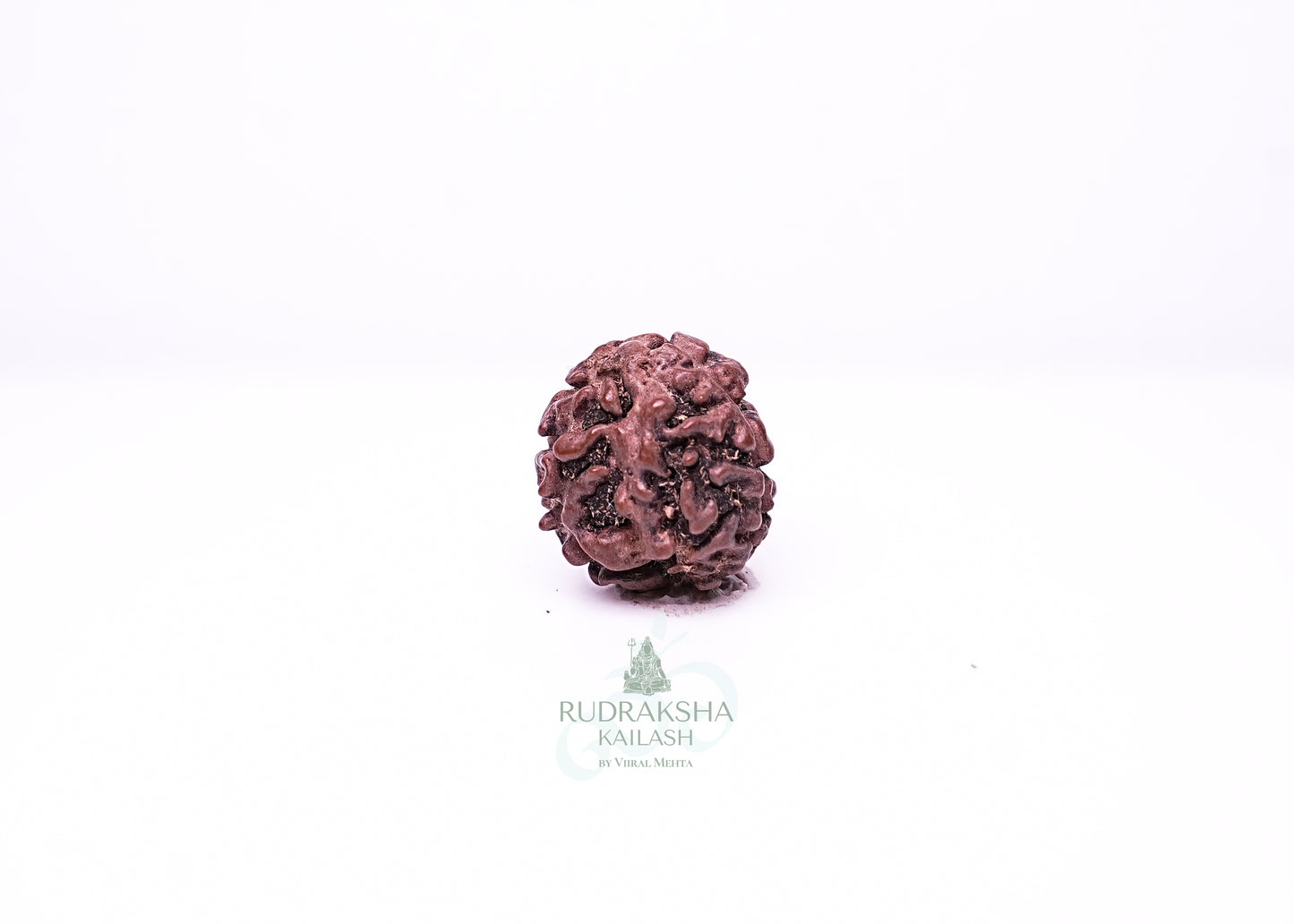 2 Mukhi Nepali Rudraksha - 0210