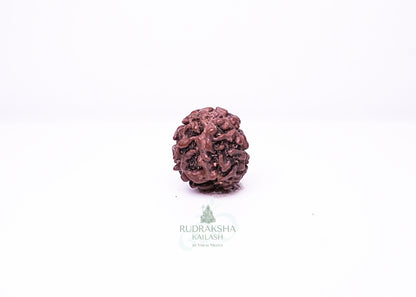 2 Mukhi Nepali Rudraksha - 0210