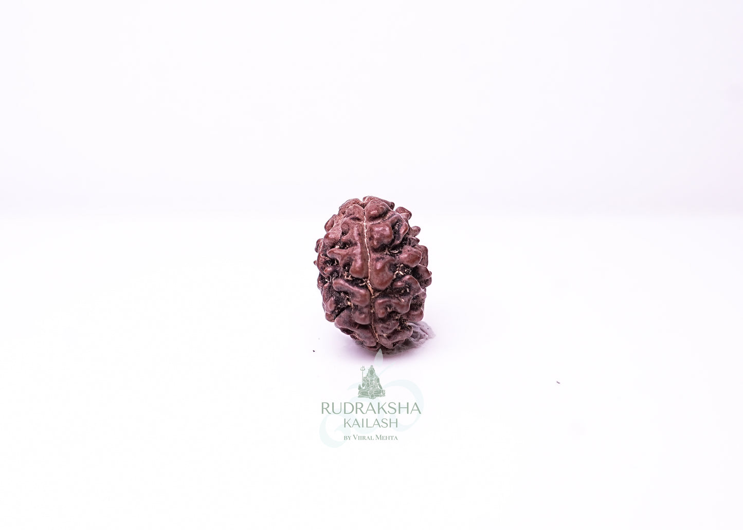 2 Mukhi Nepali Rudraksha - 0210