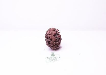 2 Mukhi Nepali Rudraksha - 0210