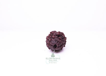 2 Mukhi Nepali Rudraksha - 0211