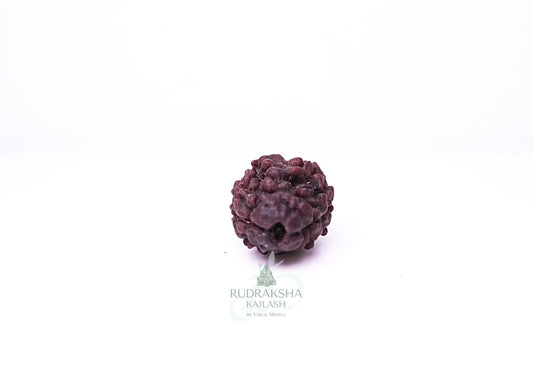 2 Mukhi Nepali Rudraksha - 0211