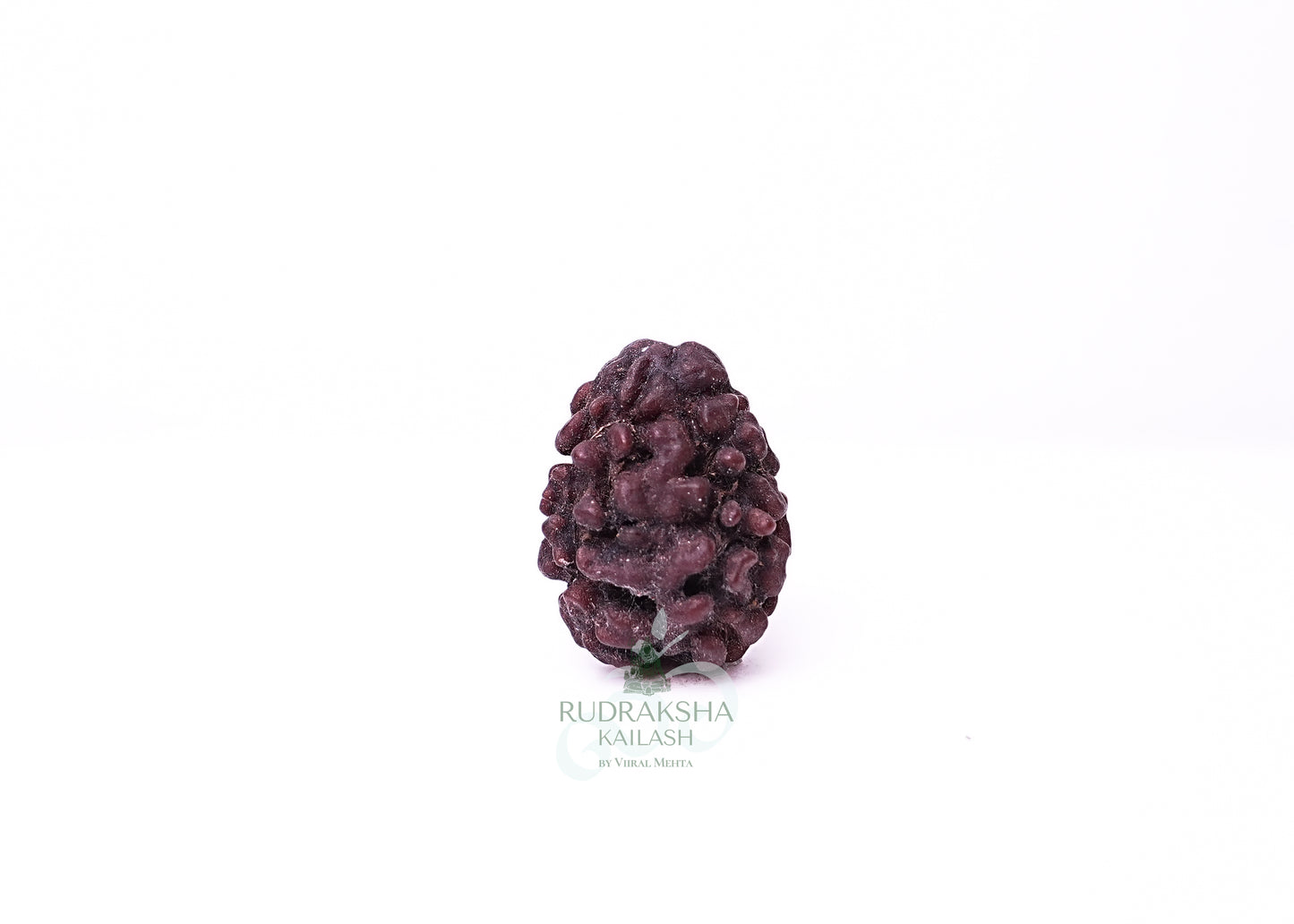 2 Mukhi Nepali Rudraksha - 0211