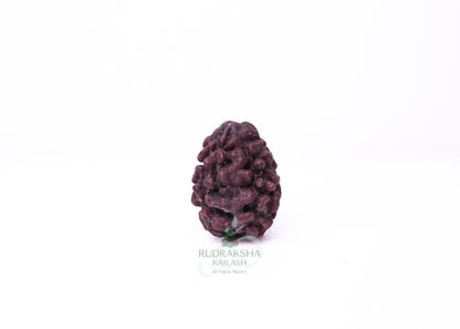 2 Mukhi Nepali Rudraksha - 0211