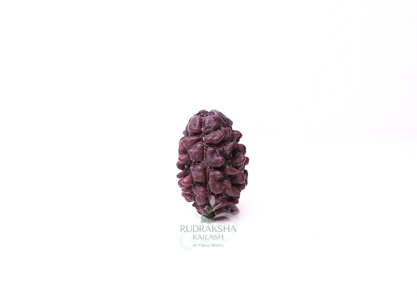 2 Mukhi Nepali Rudraksha - 0211