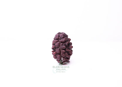 2 Mukhi Nepali Rudraksha - 0211