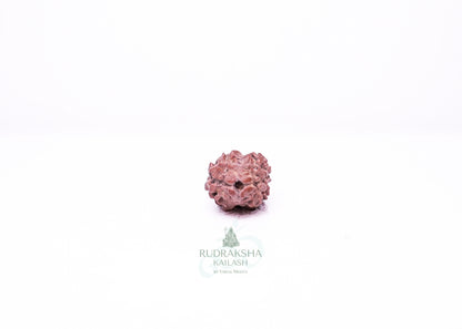 2 Mukhi Nepali Rudraksha - 0212