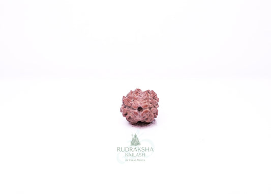 2 Mukhi Nepali Rudraksha - 0213
