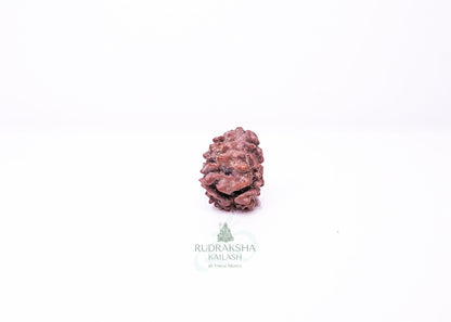 2 Mukhi Nepali Rudraksha - 0212