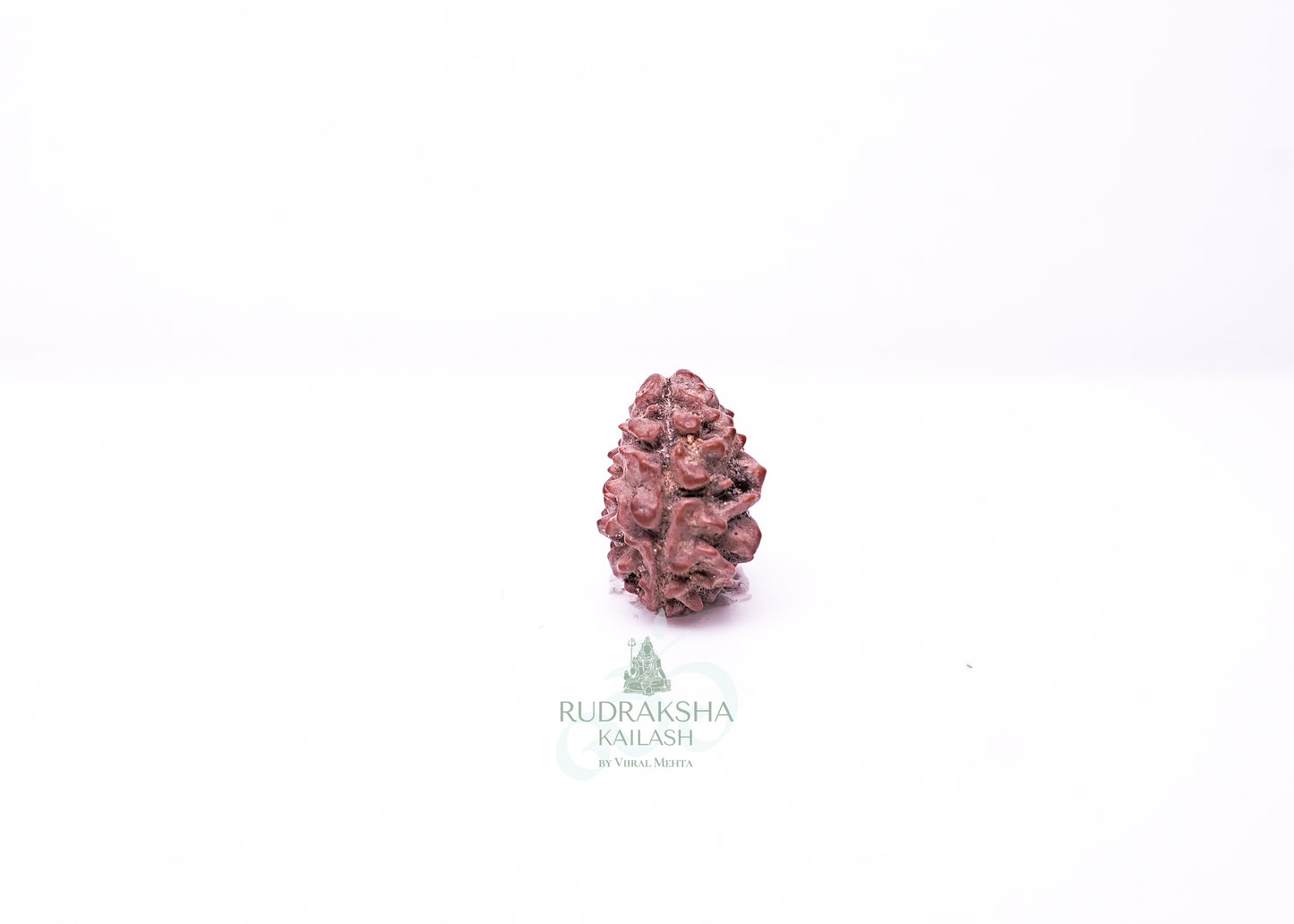 2 Mukhi Nepali Rudraksha - 0212
