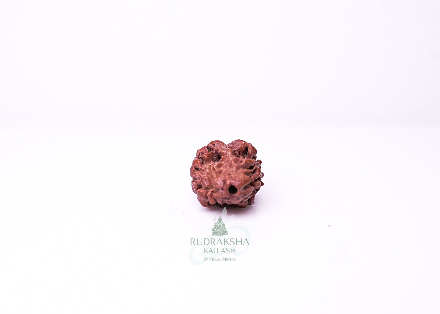 2 Mukhi Nepali Rudraksha - 0214