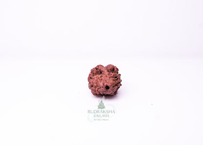 2 Mukhi Nepali Rudraksha - 0214