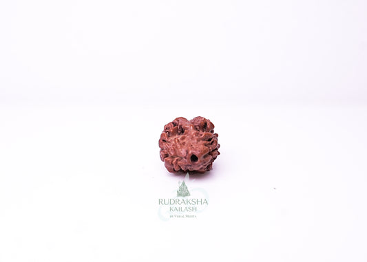 2 Mukhi Nepali Rudraksha - 0214