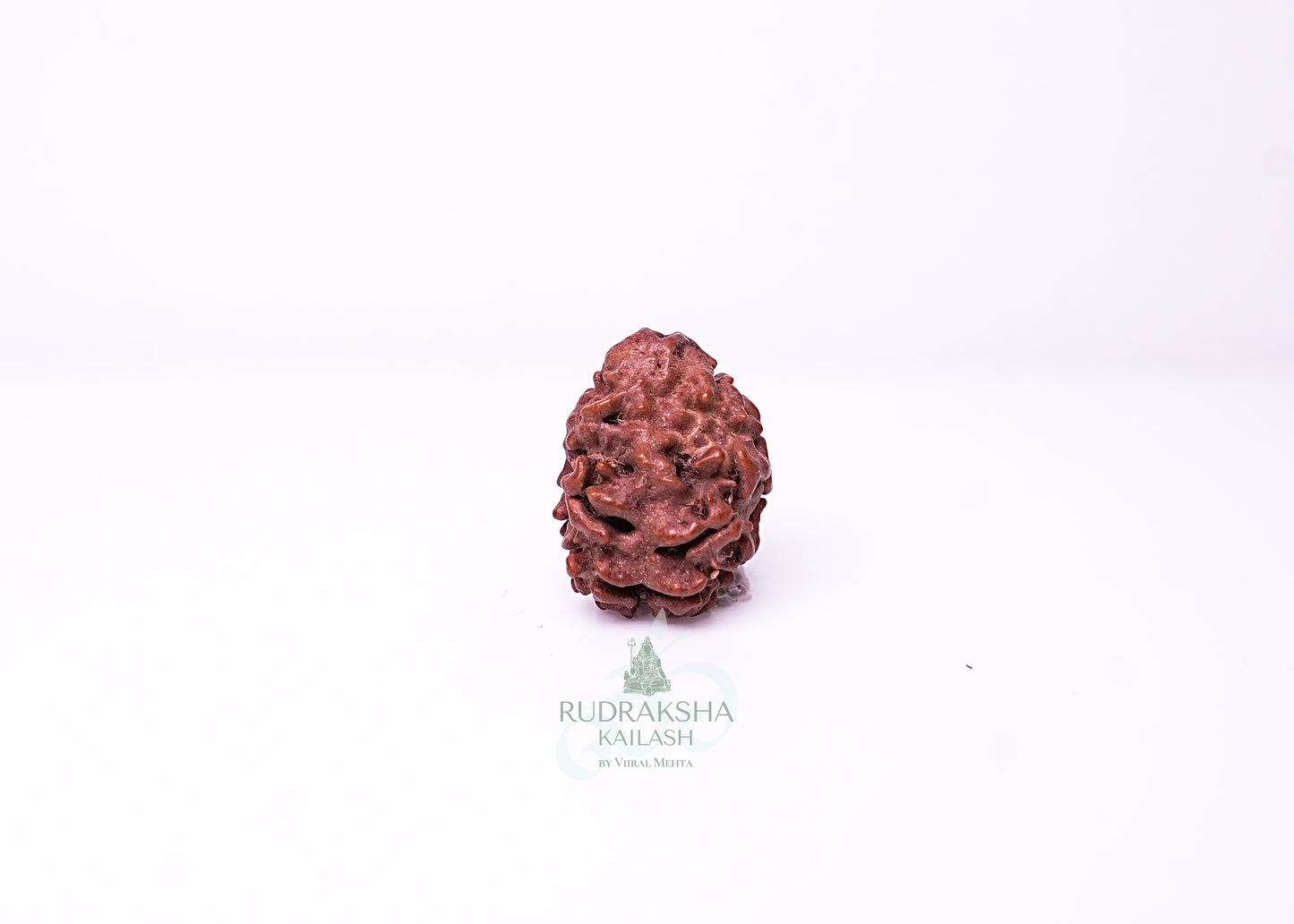 2 Mukhi Nepali Rudraksha - 0214