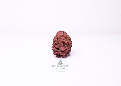 2 Mukhi Nepali Rudraksha - 0214