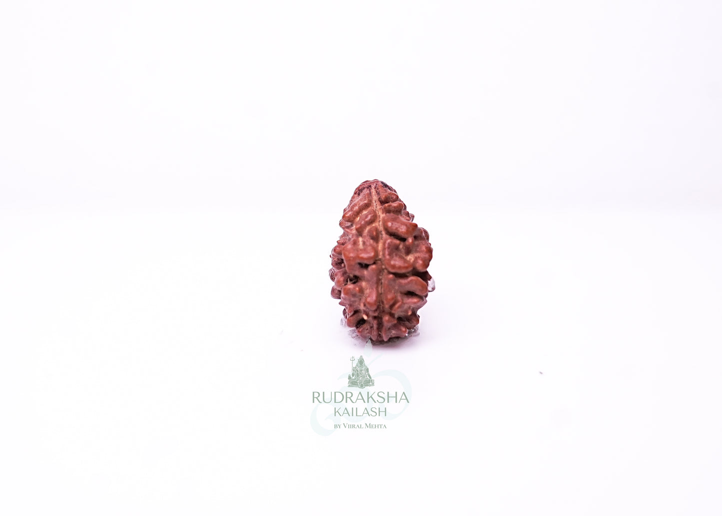 2 Mukhi Nepali Rudraksha - 0214