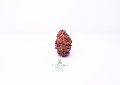 2 Mukhi Nepali Rudraksha - 0214