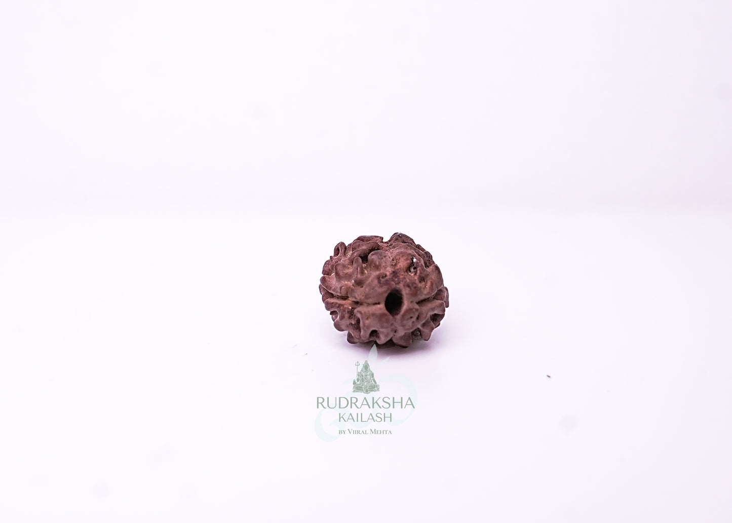 2 Mukhi Nepali Rudraksha - 0215