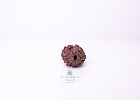 2 Mukhi Nepali Rudraksha - 0215