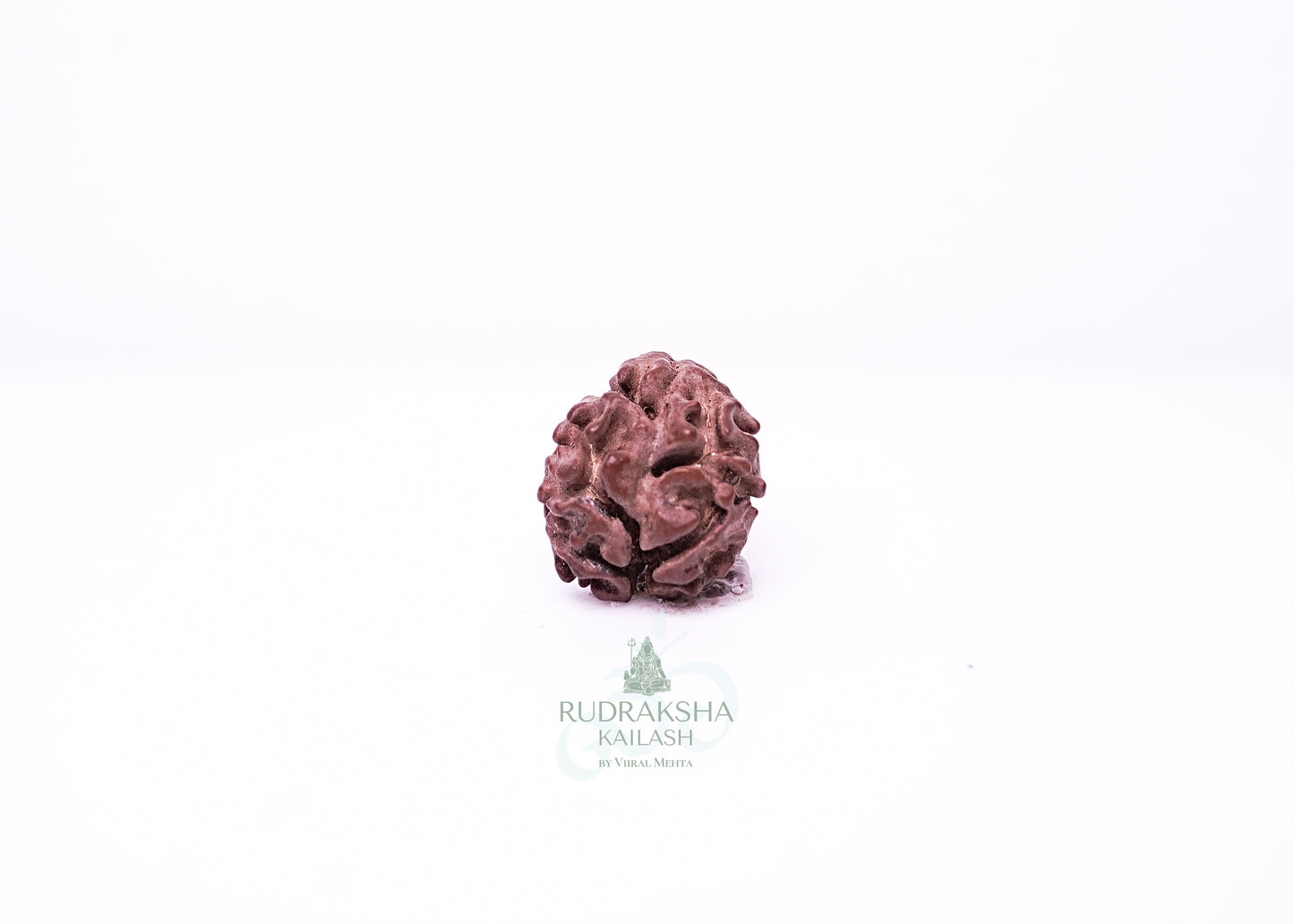 2 Mukhi Nepali Rudraksha - 0215