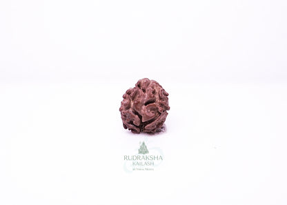 2 Mukhi Nepali Rudraksha - 0215