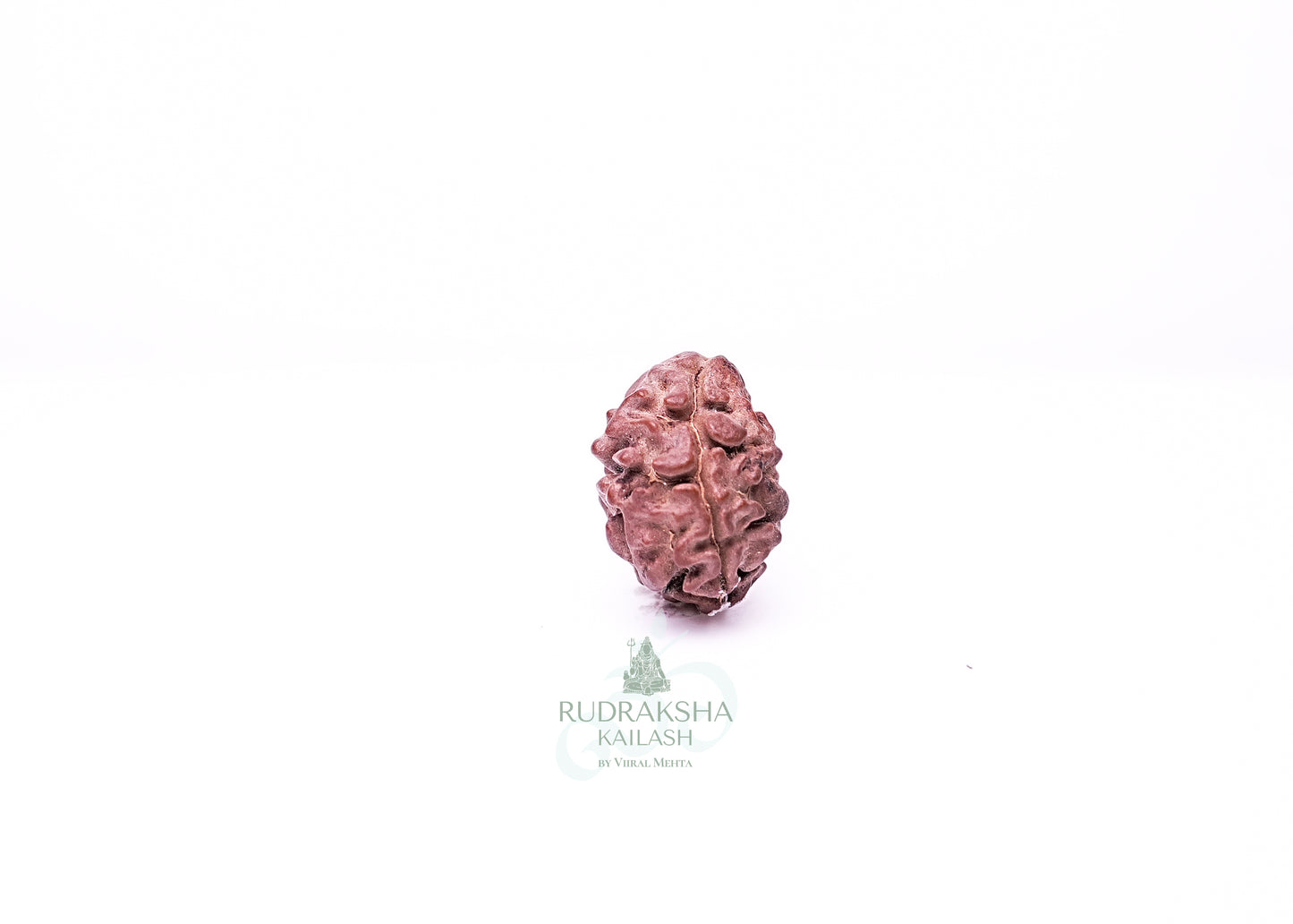 2 Mukhi Nepali Rudraksha - 0215