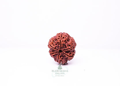 6 Mukhi Nepali Rudraksha - 0601