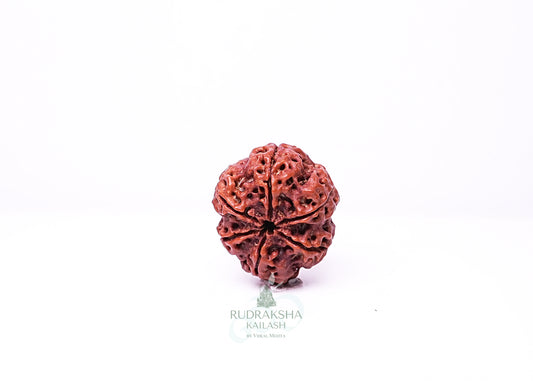 6 Mukhi Nepali Rudraksha - 0601
