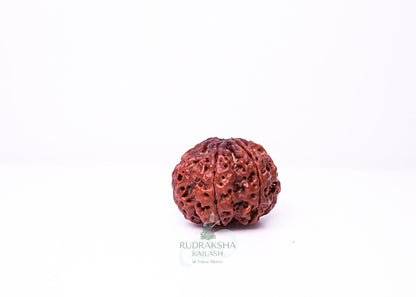 6 Mukhi Nepali Rudraksha - 0601