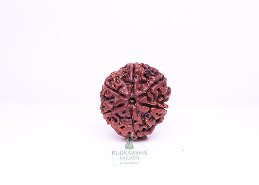 6 Mukhi Nepali Rudraksha - 0602