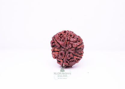 6 Mukhi Nepali Rudraksha - 0602