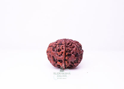 6 Mukhi Nepali Rudraksha - 0602