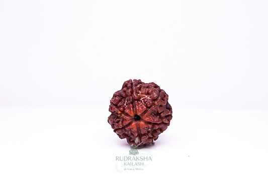 6 Mukhi Nepali Rudraksha - 0603