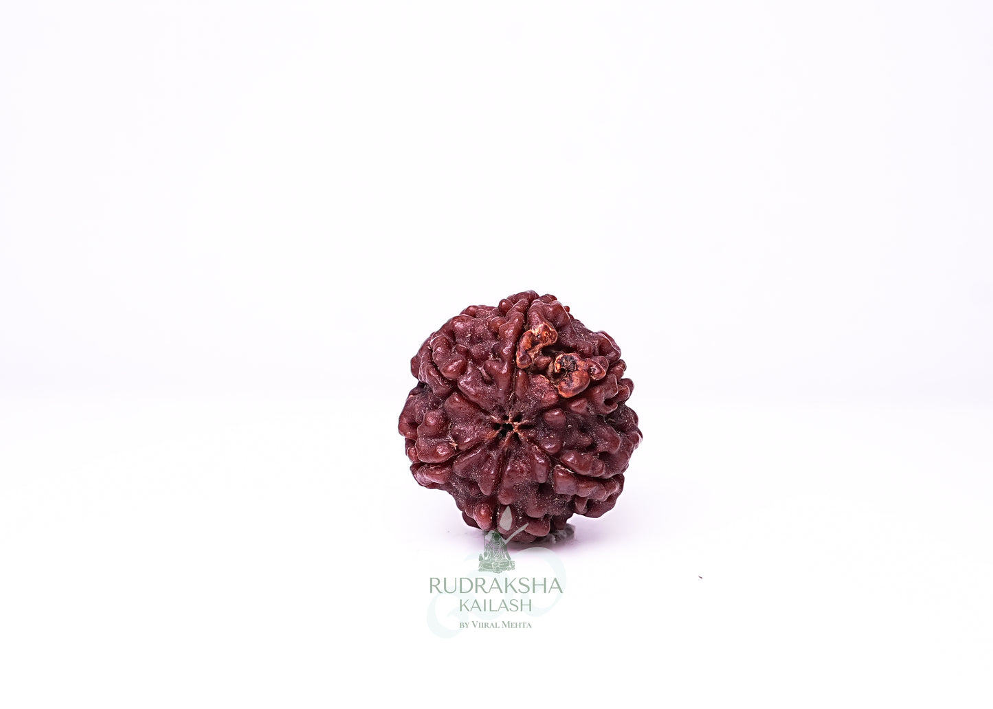 6 Mukhi Nepali Rudraksha - 0603