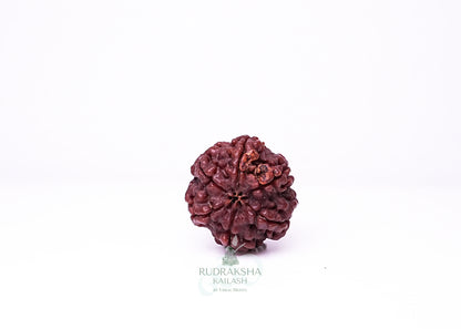 6 Mukhi Nepali Rudraksha - 0603