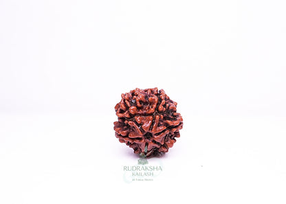 6 Mukhi Nepali Rudraksha - 0604