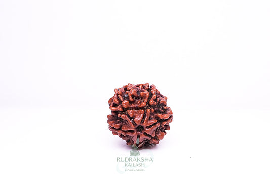6 Mukhi Nepali Rudraksha - 0604