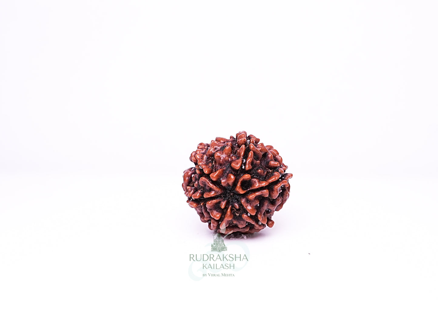 6 Mukhi Nepali Rudraksha - 0604