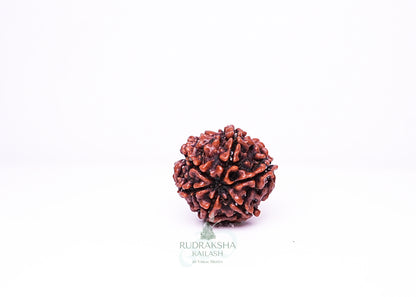 6 Mukhi Nepali Rudraksha - 0604