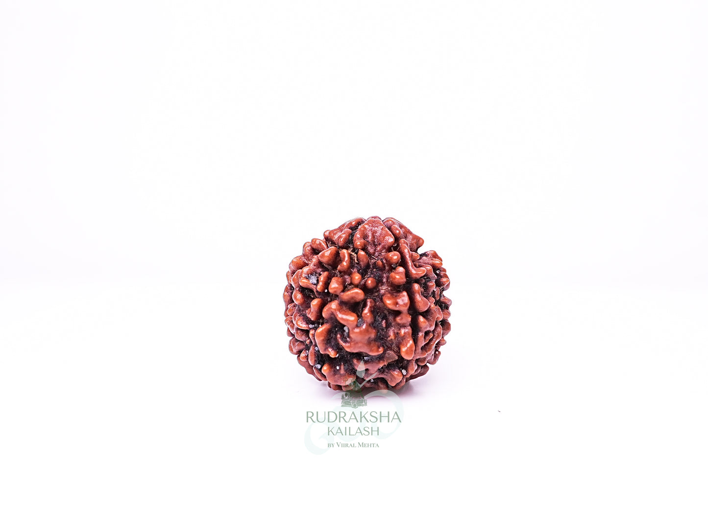 6 Mukhi Nepali Rudraksha - 0604