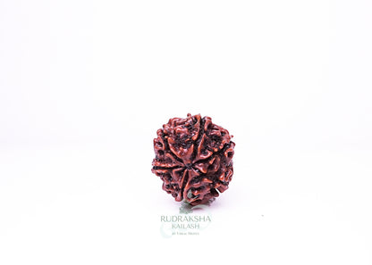 6 Mukhi Nepali Rudraksha - 0605