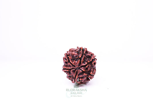 6 Mukhi Nepali Rudraksha - 0605