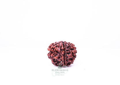 6 Mukhi Nepali Rudraksha - 0605