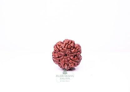 6 Mukhi Nepali Rudraksha - 0606