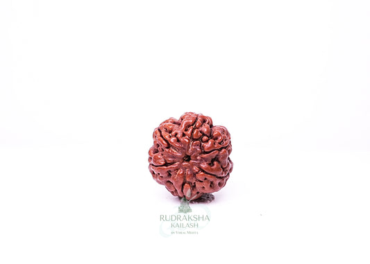 6 Mukhi Nepali Rudraksha - 0606