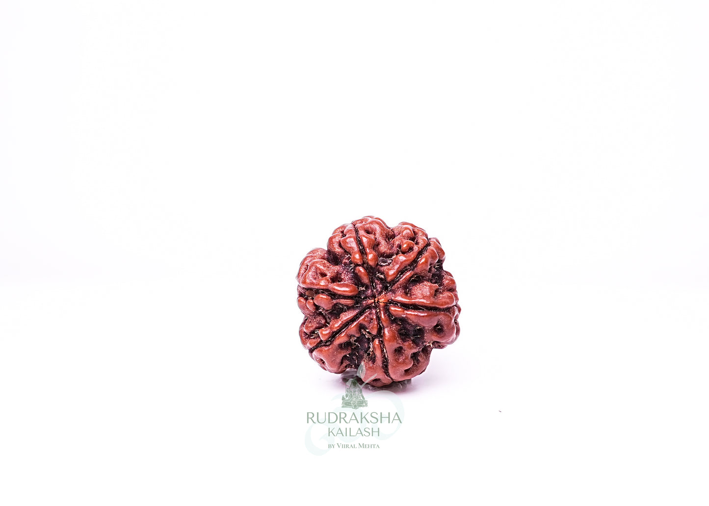 6 Mukhi Nepali Rudraksha - 0606