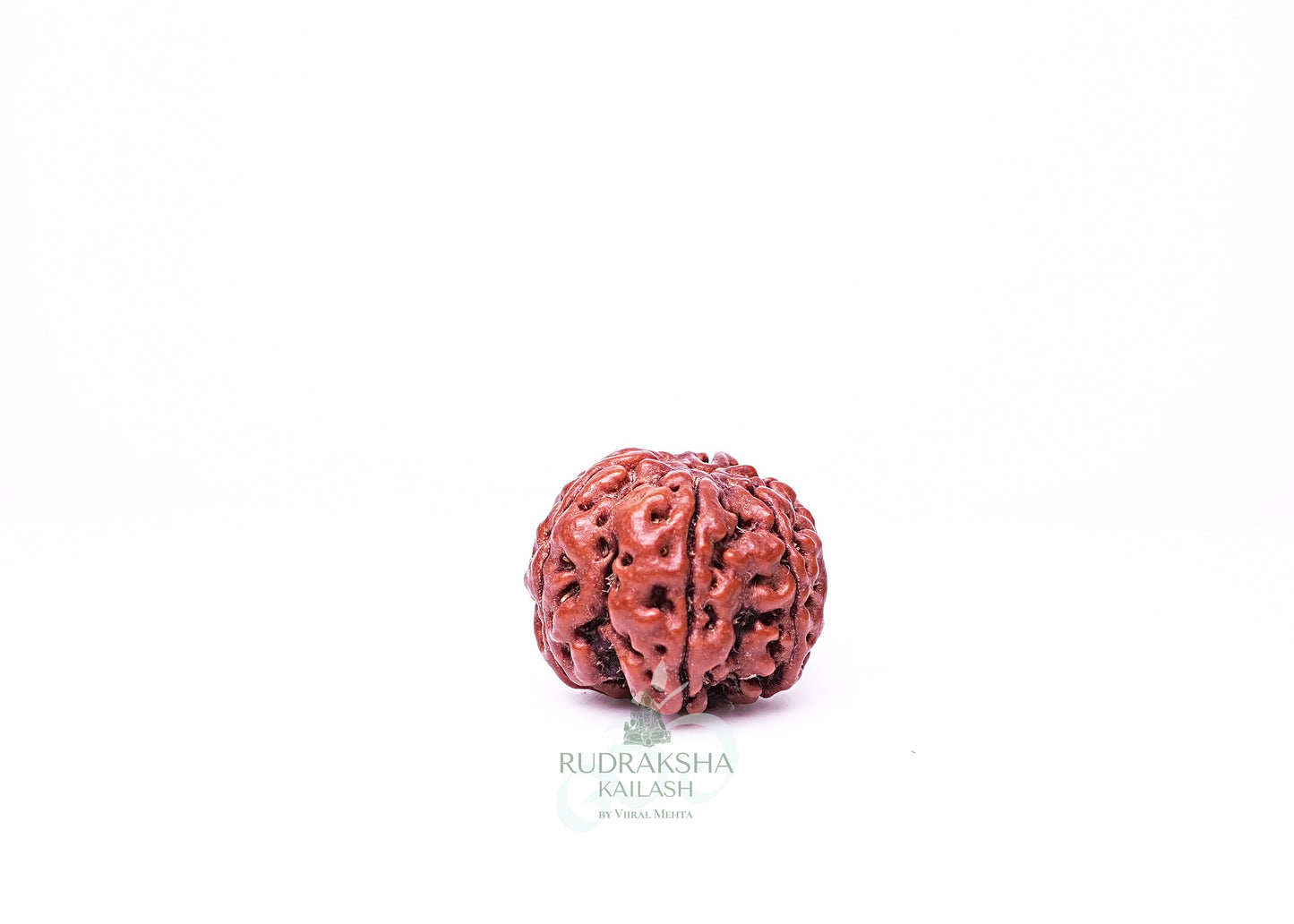 6 Mukhi Nepali Rudraksha - 0606